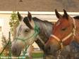Giving in,  Giving up! - Horse For Sale in Haskell,  TX